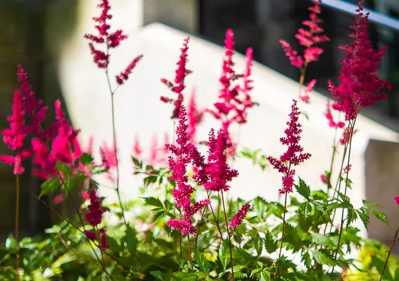 Pink Flowers