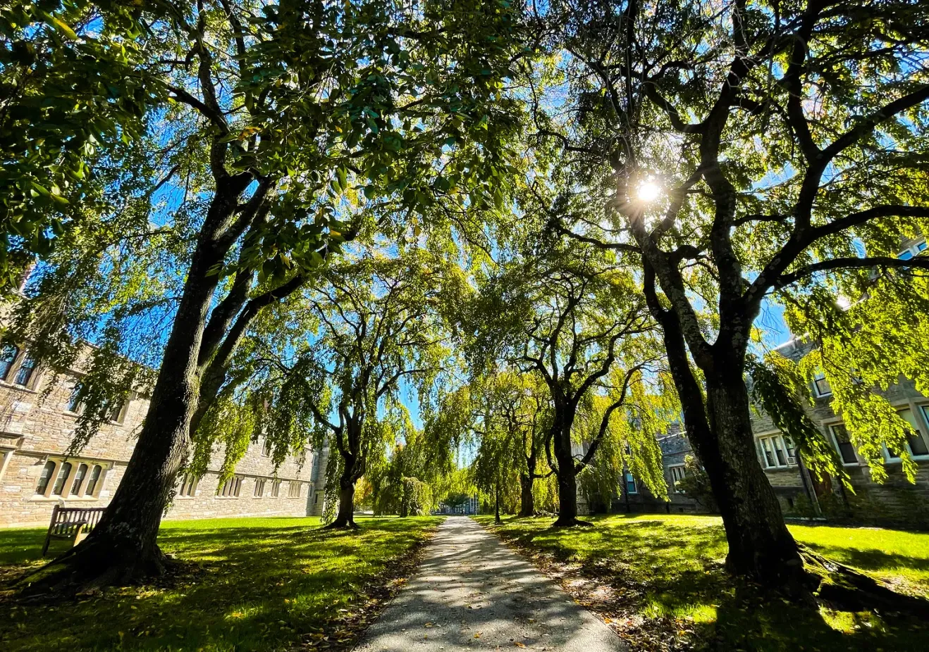 Campus Trees